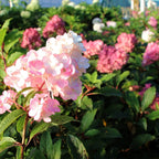 Brighter Blooms Vanilla Strawberry Hydrangea Tree, 4-5 ft