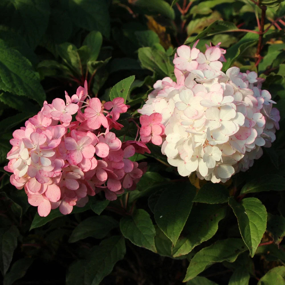 Brighter Blooms Vanilla Strawberry Hydrangea Tree, 4-5 ft