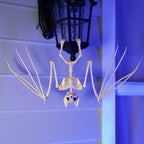 Joyfy Rabbit Skeleton